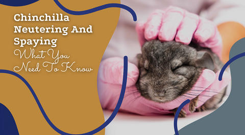 chinchilla neutering