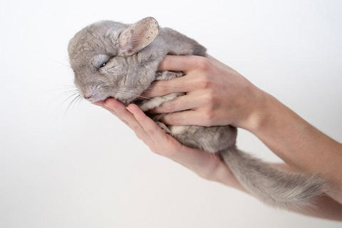 Chinchilla being held