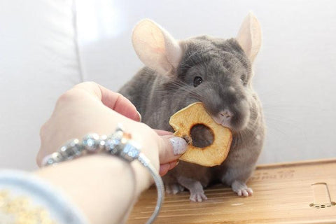 chinchilla eating a treat
