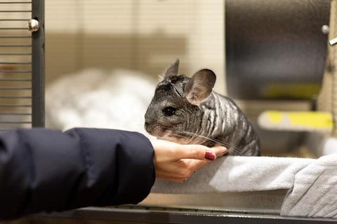 chinchilla in a cage about to step on owner's hand