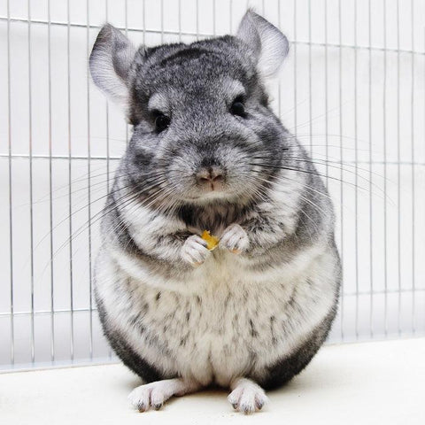 Standing chinchilla holding a treat