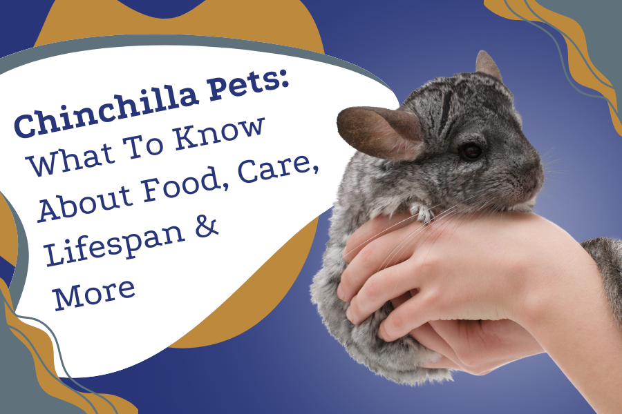 Chinchilla Pets What To Know About Food, Care, Lifespan & More