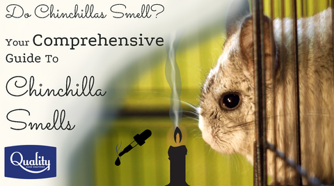 Do Chinchillas Smell? Your Comprehensive Guide To Chinchilla Smells Image