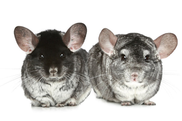 chinchilla pet social interaction