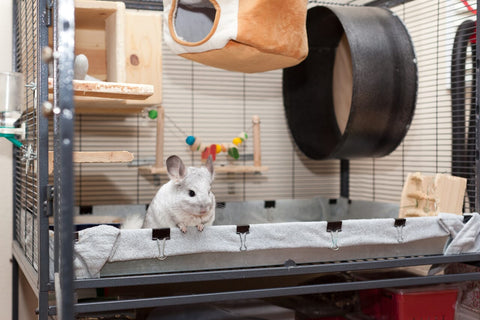 Chinchilla on cage with wheel