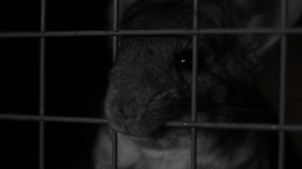 Chinchilla looking through his cage