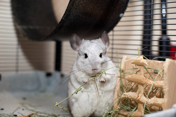 Chinchilla in his cage eating hay