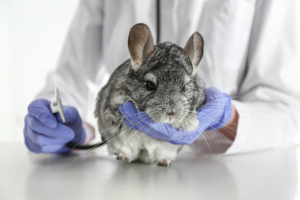 Chinchilla in the vet