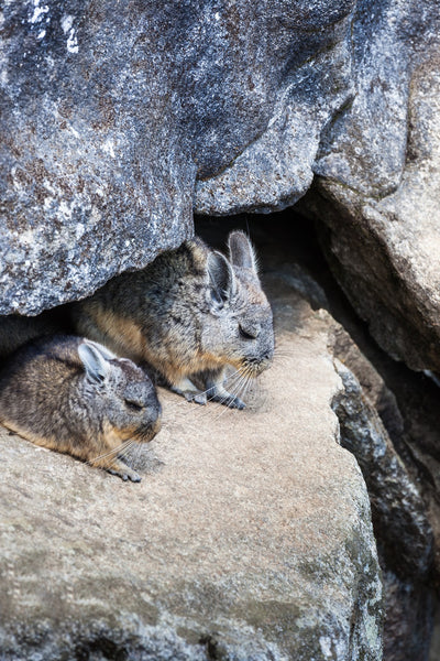 Two wild chinchillas under a rock