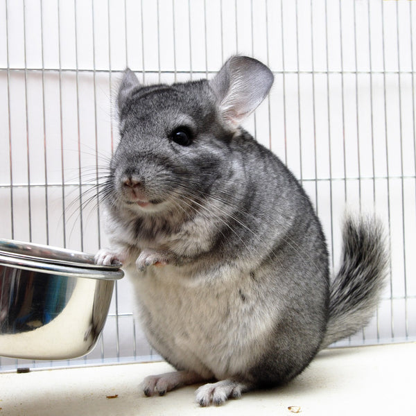 chinchilla pet nutrition