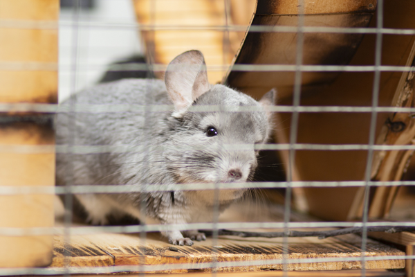 Chinchilla on a cage