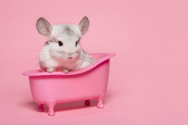 Chinchilla sitting on a small pink bath tub