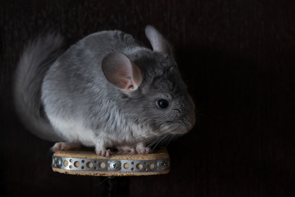 Chinchilla on a small wooden ledge