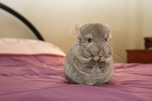 Chinchilla on bed eating a treat