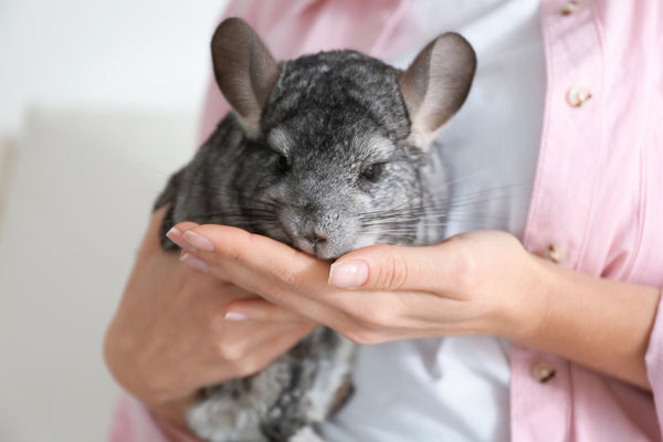 Chinchilla on human's hand