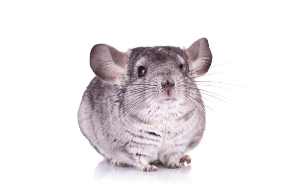 Chinchilla on white background