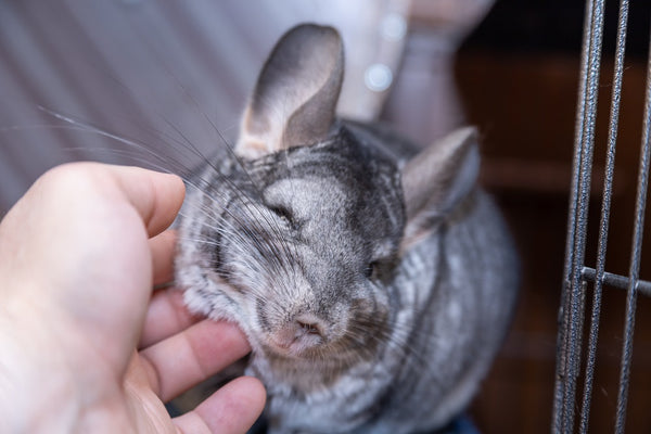 Chinchilla pet