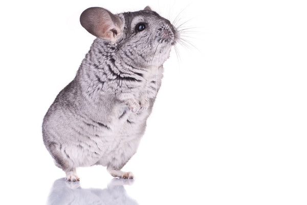 Chinchilla standing up