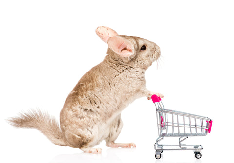 Chinchilla with grocery cart Image