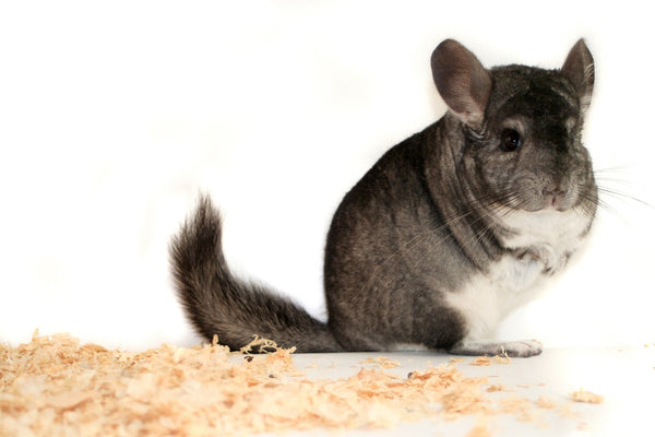 Chinchilla with sawdust