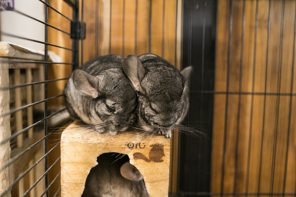 Two chinchillas on top of wooden box