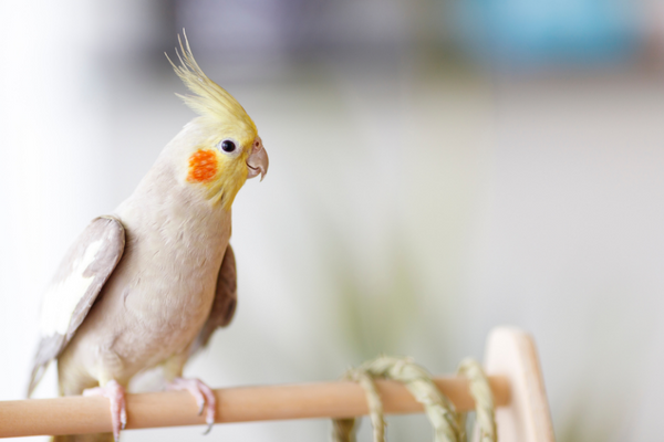 Cockatiel