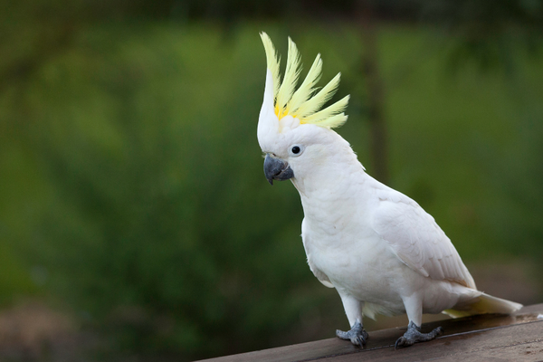 Cockatoos