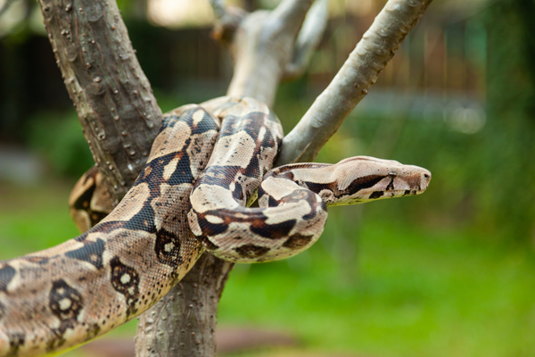 Common Boa Constrictor