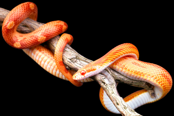 Corn snake on a wooden stick