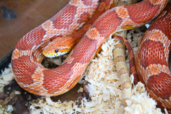 Corn snake with cage bedding