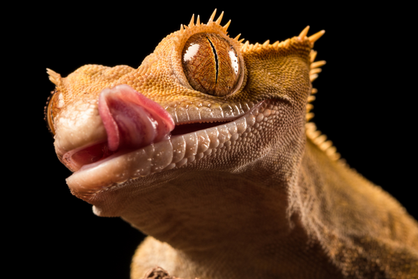 Crested Gecko