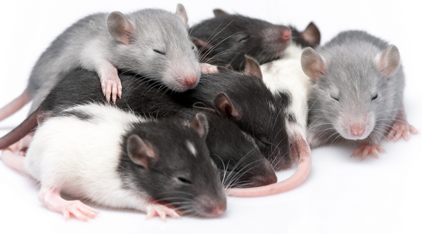 Cuddling baby rats