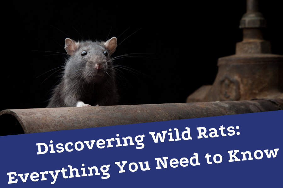 Discovering Wild Rats Everything You Need to Know