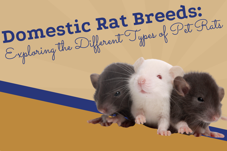 Domestic Rat Breeds: Exploring the Different Types of Pet Rats