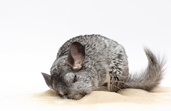 Dust bathing chinchilla