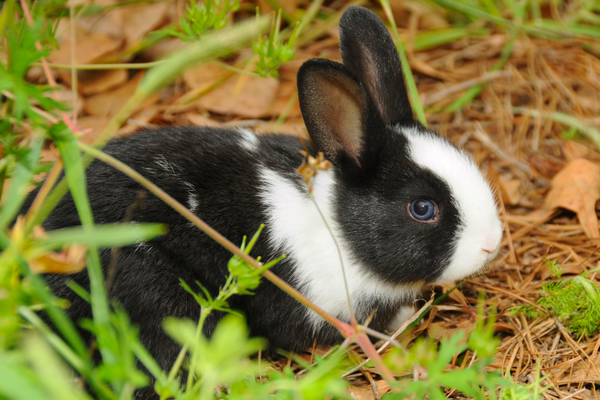 Dutch rabbit