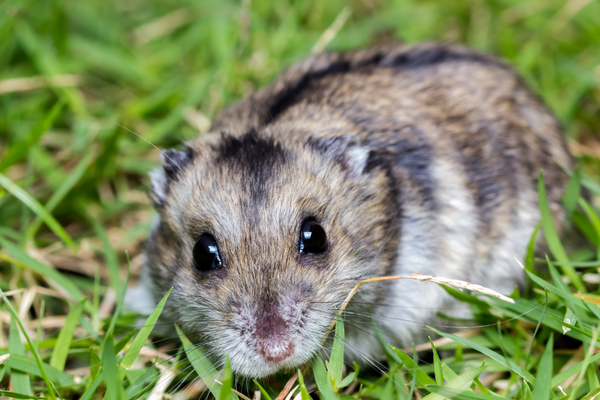 Dwarf Winter White Russian Hamster