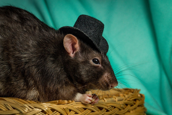 Fancy rat