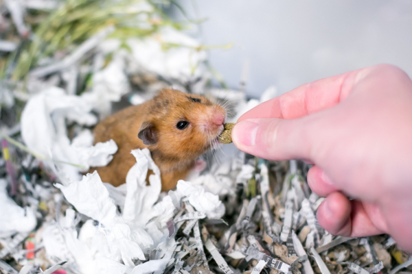 Hamster being fed with a treat by a human