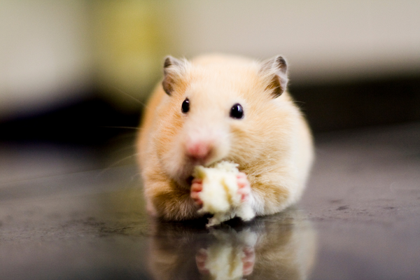 Hamster eating a treat