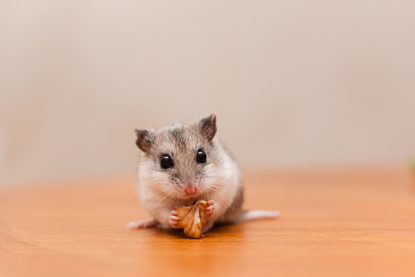 Hamster holding a piece of food