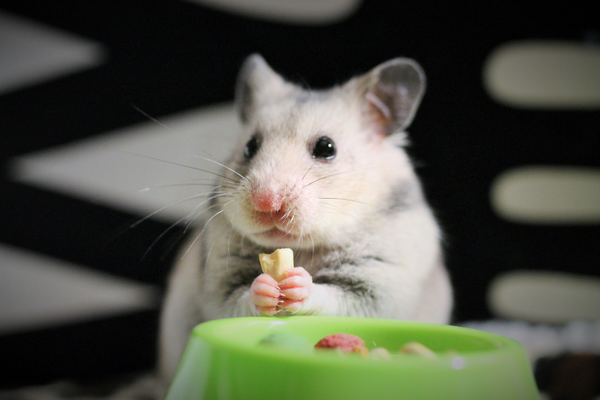 Hamster holding a treat