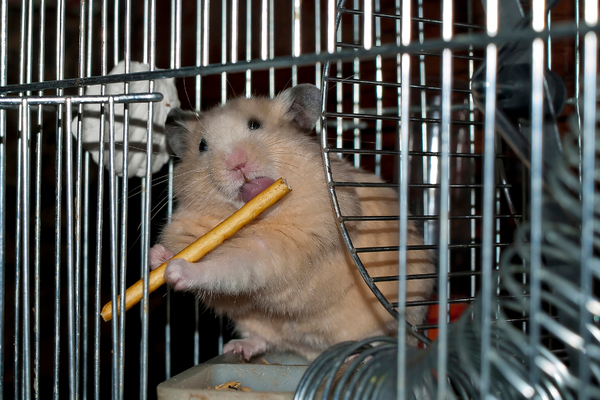 Hamster in a cage eating a treat