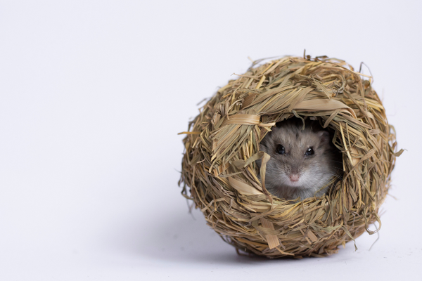 Hamster on a ball of dried leaves
