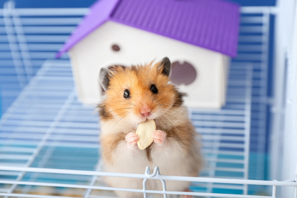 Standing hamster eating a treat