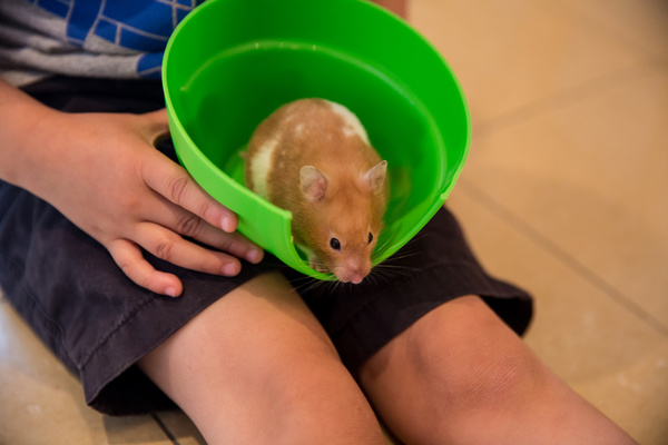 Hamster on a green pail on a child's lap