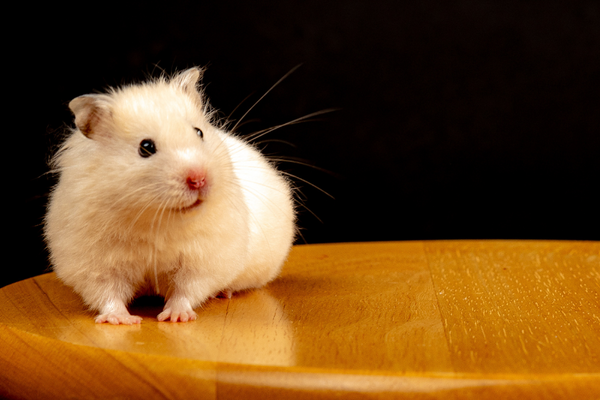 Hamster on a table