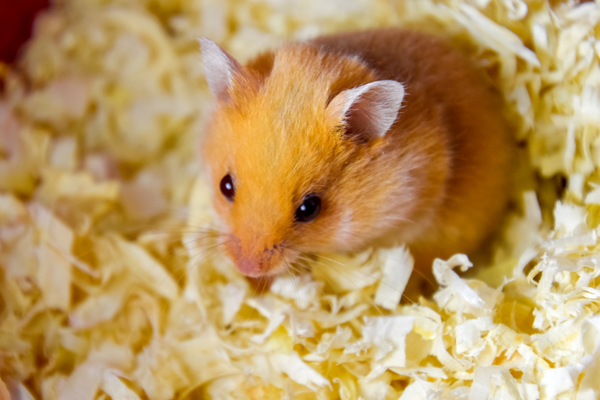 Hamster on aspen bedding