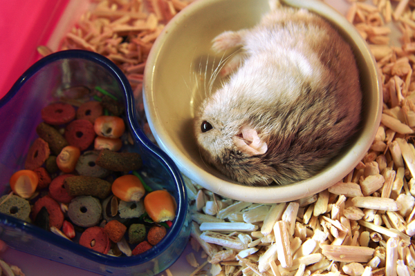 Hamster on food bowl