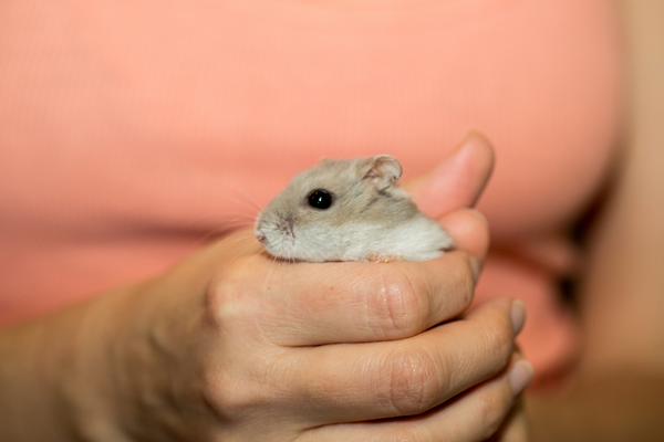 Hamster on human hand